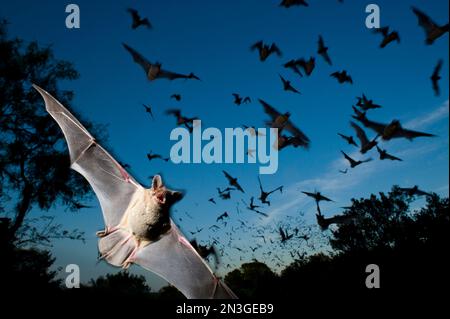 Mexikanische Freischwanzfledermäuse (Tadarida brasiliensis) aus dem Eckert James River bat Cave Preserve in Texas, USA; Mason, Texas, Vereinigte Staaten von Amerika Stockfoto