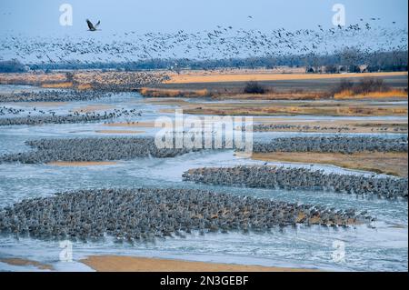 Eine halbe Million Sandhill-Kraniche (Antigone canadensis) auf dem Platte River; Platte River, Nebraska, Vereinigte Staaten von Amerika Stockfoto