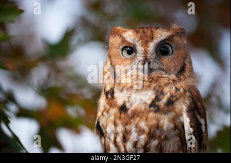 Porträt einer gefangenen Ostkreideeule (Megascops asio) in Ryerson Woods; Deerfield, Illinois, Vereinigte Staaten von Amerika Stockfoto