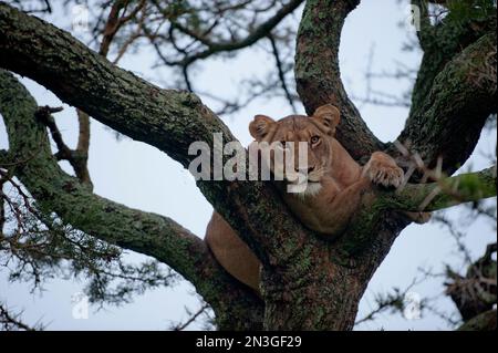 Ein afrikanischer Löwe (Panthera leo) klettert auf einen Baum, um im Queen Elizabeth National Park in Uganda zu schlafen Stockfoto