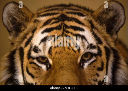 Nahaufnahme des Gesichts eines Amur Tigers (Panthera tigris altaica), auch als sibirischer Tiger bezeichnet, mit Details der Pelzmarkierungen und Augen Stockfoto