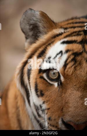 Nahaufnahme des Gesichts eines Amur Tigers (Panthera tigris altaica), auch als sibirischer Tiger bezeichnet, mit Details der Pelzmarkierungen und des Auges Stockfoto