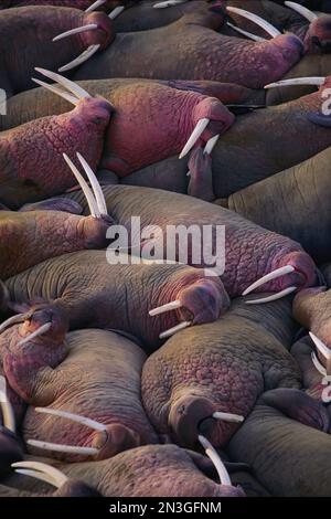 Walrosse (Odobenus rosmarus) ruhen am Strand im Togiak National Wildlife Refuge; Alaska, USA Stockfoto