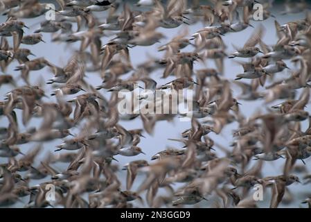 Eine riesige Schar westlicher Sandpipers (Calidris mauri), die in Clayoquot Sound und Vancouver Island, BC, Kanada, fliegen; British Columbia, Kanada Stockfoto