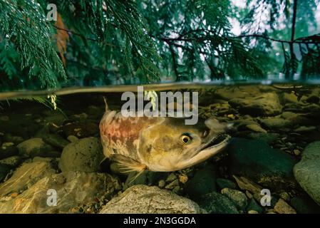 Nachdem sie ihr Nest so lange verteidigt hat, wie sie aufrecht schwimmen kann, gleitet ein weiblicher Sockeye Lachs (Oncorhynchus Nerka) zurück in einen Wirbel, um zu sterben. Stockfoto