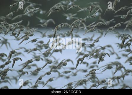 Riesige Herde westlicher Sandpipper (Calidris mauri) fliegt, Vancouver Island, BC, Kanada; Tofino, British Columbia, Kanada Stockfoto