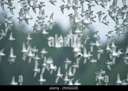 Herde westlicher Sandpfeifer (Calidris mauri) im Flug; Tofino, British Columbia, Kanada Stockfoto