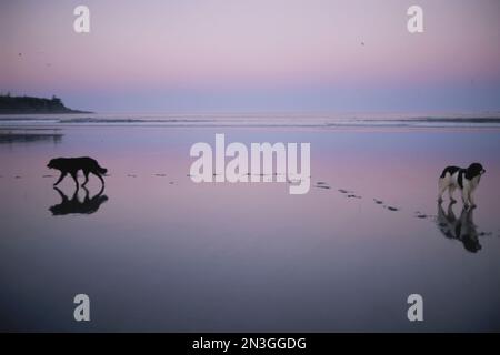 Zwei Hunde am Strand bei Dämmerung gehen in entgegengesetzte Richtungen; Cox Bay, Tofino, Vancouver Island, British Columbia, Kanada Stockfoto