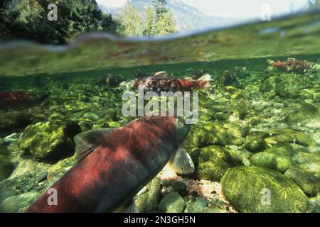 Lachs in einem flachen Bach, Clayoquot Sound, Vancouver Island; British Columbia, Kanada Stockfoto