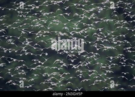 Herde westlicher Sandpfeifer (Calidris mauri) im Flug; Tofino, British Columbia, Kanada Stockfoto