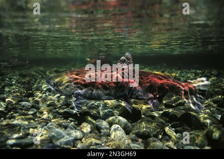 Lachs in einem flachen Bach, Clayoquot Sound, Vancouver Island; British Columbia, Kanada Stockfoto