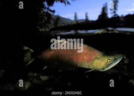 Lachs in einem flachen Bach, Clayoquot Sound, Vancouver Island; British Columbia, Kanada Stockfoto