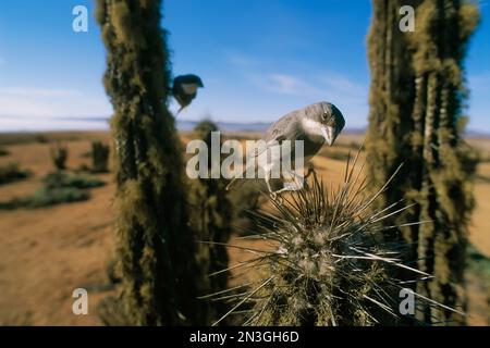 Diuca-finke (Diuca diuca), die auf den Dornen eines Kaktusstachels im Nationalpark Pan de Azucar in Chile thront Stockfoto