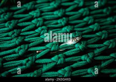 Nahaufnahme eines Fischernetzes mit Fischkadaver; British Columbia, Kanada Stockfoto