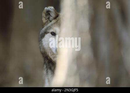 Gefangener mexikanischer Grauwolf (Canis lupus baileyi), seltenster Wolf in Nordamerika; Albuquerque, New Mexico, Vereinigte Staaten von Amerika Stockfoto