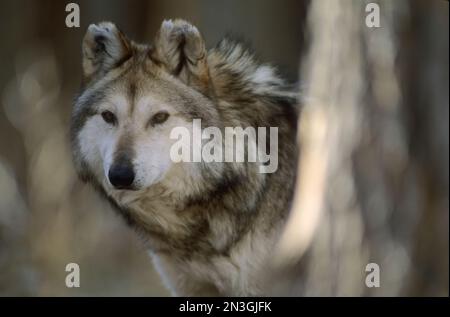 Gefangener mexikanischer Grauwolf (Canis lupus baileyi), seltenster Wolf in Nordamerika; Albuquerque, New Mexico, Vereinigte Staaten von Amerika Stockfoto