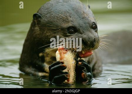 Riesenotter (Pteronura brasiliensis), der einen Fisch isst; Pantanal, Brasilien Stockfoto