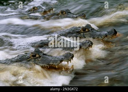 Gesprenkelte Kaimane (Caiman crocodilus) schwimmen im rauschenden Flusswasser; Pantanal, Brasilien Stockfoto