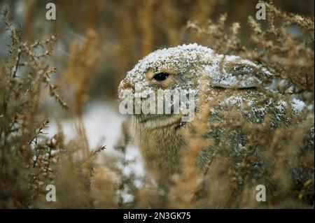 Der schneebedeckte Wüstenkaninchen (Sylvilagus audubonii) sitzt ruhig in einem Schneesturm; Pinedale, Wyoming, Vereinigte Staaten von Amerika Stockfoto