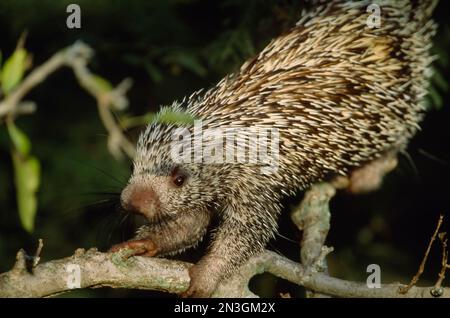 Prähensilschwanzschwanzschwein (Coendou prehensilis) an einem Ast; Pantanal, Brasilien Stockfoto