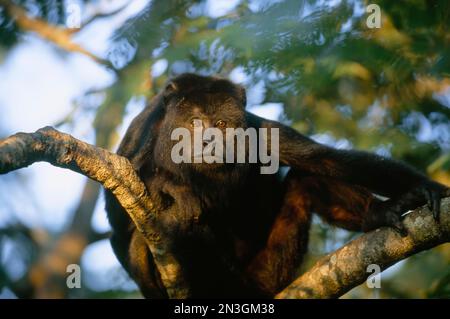 Männlicher Schwarzer Brüllaffen (Alouatta caraya) in einem Baum; Pantanal, Brasilien Stockfoto