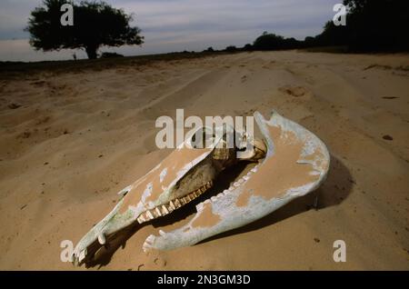 Pferdeschädel im Sand; Pantanal, Brasilien Stockfoto