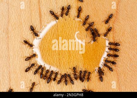 Eine Gruppe geruchsartiger Hausameisen (Tapinoma sessile) trinkt aus einem Tropfen Wasser auf dem Boden; Lincoln, Nebraska, Vereinigte Staaten von Amerika Stockfoto