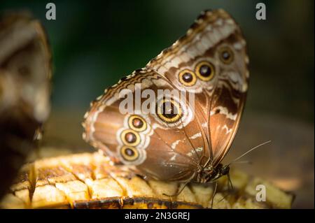 Peleides Blue Morpho Butterfly (Morpho peleides) im Butterfly Rainforest in einem Museum der Naturgeschichte Stockfoto