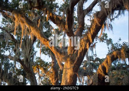 Spanisches Moos, eine Epiphysenpflanze, hängt in einer lebenden Eiche; Osprey, Florida, Vereinigte Staaten von Amerika Stockfoto