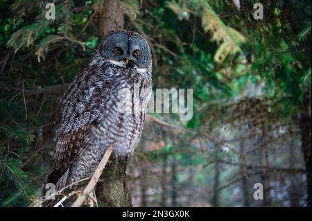 Große graue Eule (Strix nebulosa) auf einem Baum in einem Wald; Calgary, Alberta, Kanada Stockfoto