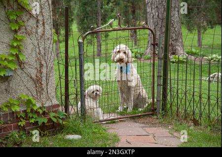 Zwei Hunde, ein Labradoodle Mix und ein Shih Tzu, die am Tor in einem Hinterhof sitzen und nach draußen schauen; Lincoln, Nebraska, Vereinigte Staaten von Amerika Stockfoto