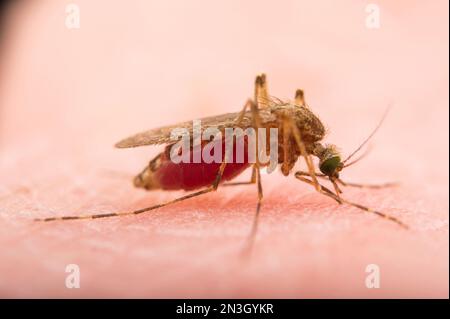 Nahaufnahme einer weiblichen Mücke (Culex tarsalis), die auf menschlicher Haut gesessen und mit Blut gefüllt ist; Crosslake, Minnesota, Vereinigte Staaten von Amerika Stockfoto