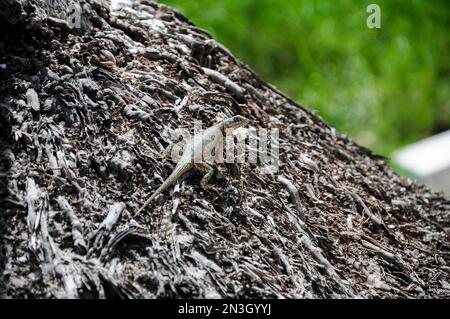 Baumeidechse am Strand von Natal, Natal, Rio Grande del Norte, Brasilien Stockfoto