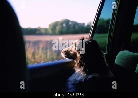 Sheltie Dog blickt aus dem Fenster auf ein Feld in Walton, Nebraska, USA; Walton, Nebraska, Vereinigte Staaten von Amerika Stockfoto