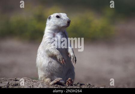 Pudgy White Prairie Dog sitzt im Dreck; South Dakota, Vereinigte Staaten von Amerika Stockfoto