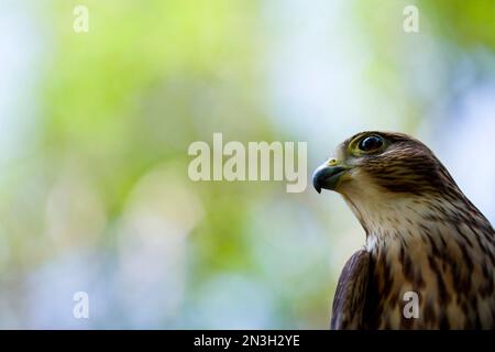 Porträt eines rehabilitierten, gefangenen Merlin (Falco columbarius), das heute als Bildungstools in einem Raptor Recovery Center dient Stockfoto