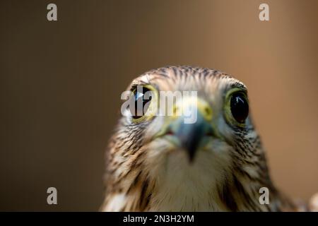 Nahporträt eines rehabilitierten, gefangenen Merlin (Falco columbarius), das heute als pädagogisches Hilfsmittel in einem Raptor Recovery Center dient Stockfoto