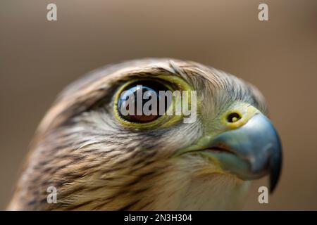 Nahporträt eines rehabilitierten, gefangenen Merlin (Falco columbarius), das heute als pädagogisches Hilfsmittel in einem Raptor Recovery Center dient Stockfoto