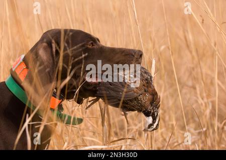 Der deutsche Shetland-Hund holt einen männlichen Nordbobwhite-Wachtel (Colinus virginianus); Holland, Nebraska, Vereinigte Staaten von Amerika Stockfoto