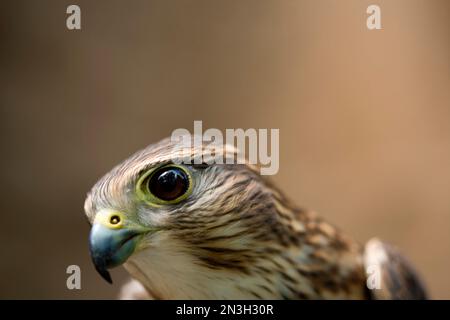 Nahporträt eines rehabilitierten, gefangenen Merlin (Falco columbarius), das heute als pädagogisches Hilfsmittel in einem Raptor Recovery Center dient Stockfoto