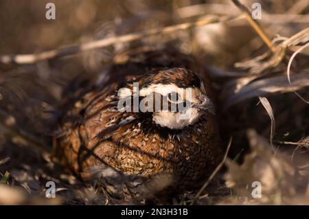 Porträt eines gefangenen männlichen Nordbobwhite-Wachtels (Colinus virginianus); Holland, Nebraska, Vereinigte Staaten von Amerika Stockfoto