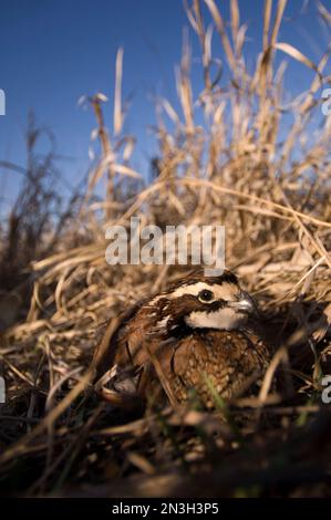 Porträt eines gefangenen männlichen Nordbobwhite-Wachtels (Colinus virginianus); Holland, Nebraska, Vereinigte Staaten von Amerika Stockfoto