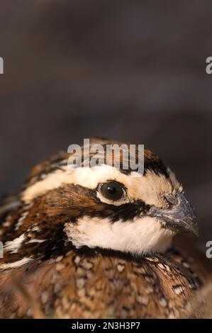 Nahaufnahme eines gefangenen männlichen Nordbobwhite-Wachtels (Colinus virginianus); Holland, Nebraska, Vereinigte Staaten von Amerika Stockfoto