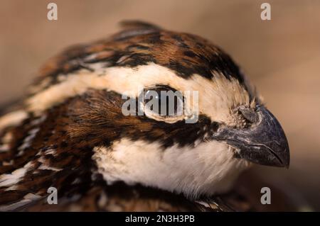 Nahaufnahme eines gefangenen männlichen Nordbobwhite-Wachtels (Colinus virginianus); Holland, Nebraska, Vereinigte Staaten von Amerika Stockfoto