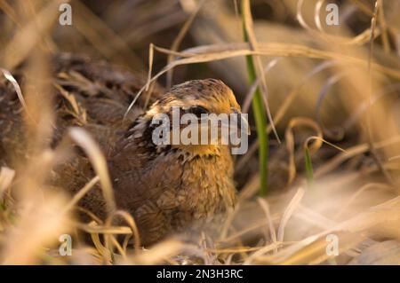 Porträt einer gefangenen weiblichen Nordbobwhite-Wachtel (Colinus virginianus); Holland, Nebraska, Vereinigte Staaten von Amerika Stockfoto