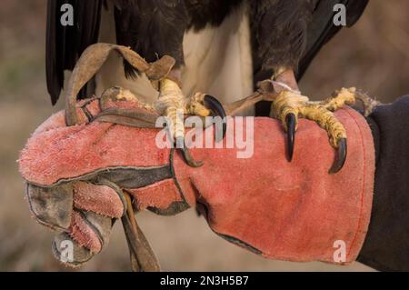 In einem Raptor-Erholungszentrum sind gefesselte Weißkopfkopfkröten (Haliaeetus leucocephalus) gefesselt und greifen einen Arm Stockfoto