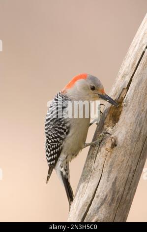 Weiblicher Red-Bellied Woodpecker (Melanerpes carolinus) findet eine Mahlzeit; Walton, Nebraska, Vereinigte Staaten von Amerika Stockfoto