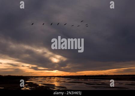 Silhouette Sandhügelkräne (Grus canadensis) fliegen auf den Platte River und fliegen gegen dunkle Wolken bei Sonnenuntergang Stockfoto