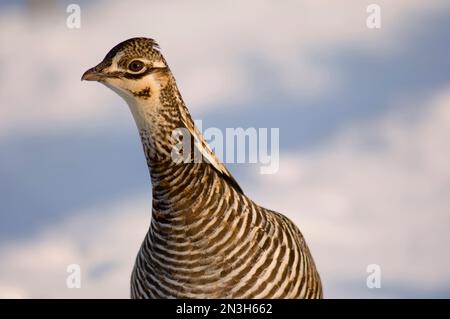 Nahaufnahme eines Großrauhhhühnchens (Tympanuchus cupido pinnatus) auf einem verschneiten Feld in Burwell, Nebraska, USA Stockfoto