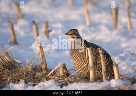 Großpräriehühner (Tympanuchus cupido pinnatus) in einem verschneiten Feld in Burwell, Nebraska, USA; Burwell, Nebraska, Vereinigte Staaten von Amerika Stockfoto